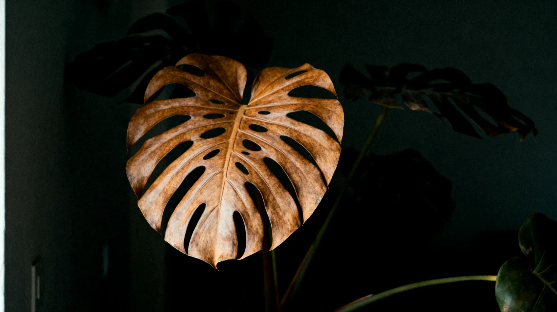 Monstera"